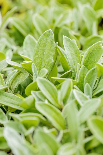 Hello Garden Anaphalis triplinervis vaste plant - afbeelding 4