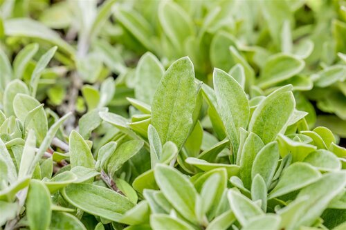 Hello Garden Anaphalis triplinervis vaste plant - afbeelding 3