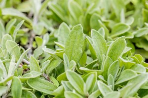 Hello Garden Anaphalis triplinervis vaste plant - afbeelding 3