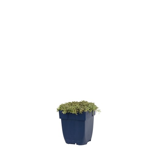 Antennaria dioica 'Alex Duguid', in 11cm-pot - afbeelding 1