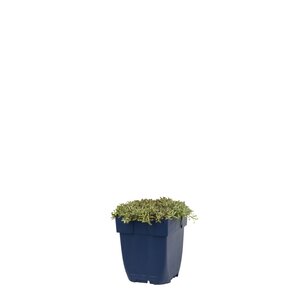 Antennaria dioica 'Alex Duguid', in 11cm-pot - afbeelding 1