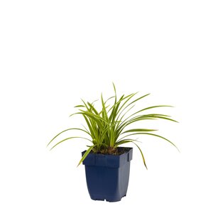 Hello Garden Anemone hupehensis 'September Charm' vaste plant