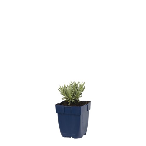 Lavandula ang. 'Silver Mist', in 11cm-pot