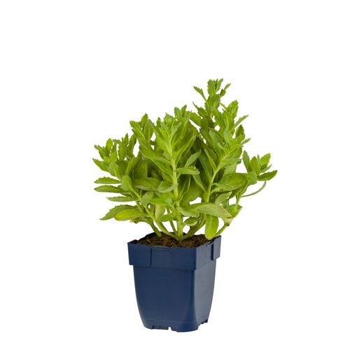 Sedum 'Carl', in 11cm-pot