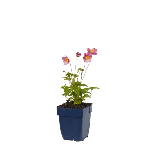 Anemone hup. 'Splendens', in 11cm-pot