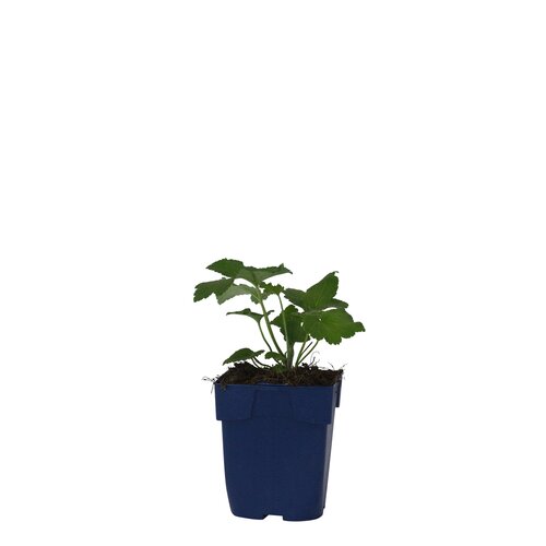 Anemone hybr. 'Whirlwind', in 11cm-pot