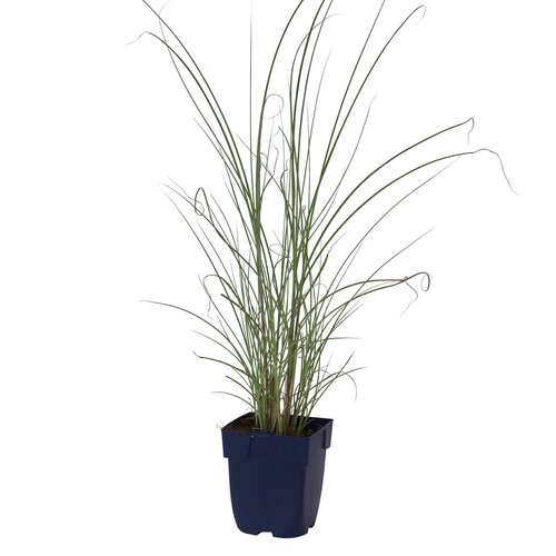 Hello Garden Anemone hybrida 'Andrea Atkinson' vaste plant