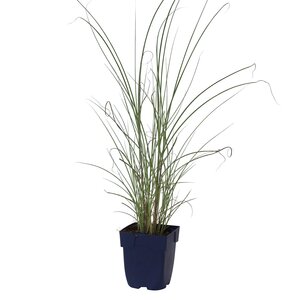 Hello Garden Anemone hybrida 'Andrea Atkinson' vaste plant