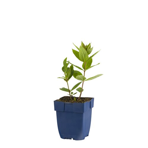 Veronicastrum virg. 'Erica', in 11cm-pot - afbeelding 1