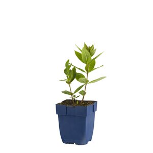 Veronicastrum virg. 'Erica', in 11cm-pot - afbeelding 1