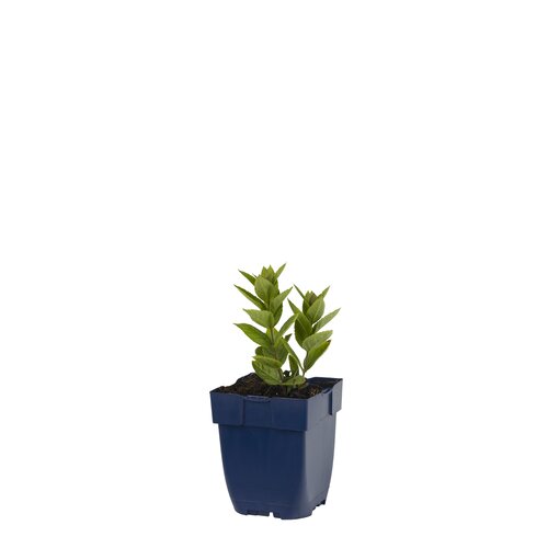 Veronicastrum virg. 'Erica', in 11cm-pot - afbeelding 2