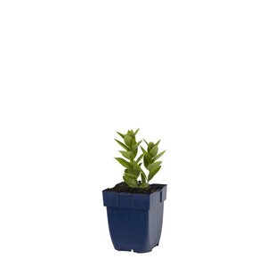 Veronicastrum virg. 'Erica', in 11cm-pot - afbeelding 2