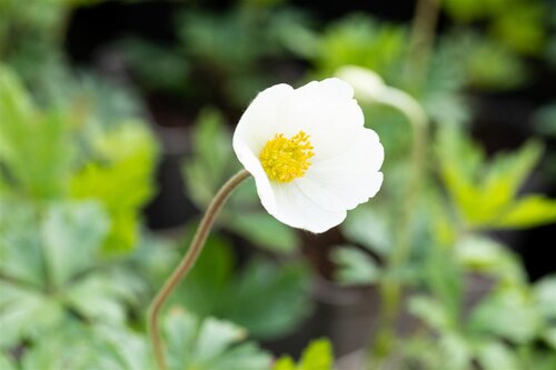 Hello Garden Anemone sylvestris vaste plant