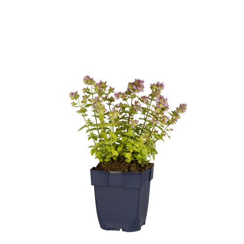Origanum 'Dingle Fairy', in 11cm-pot