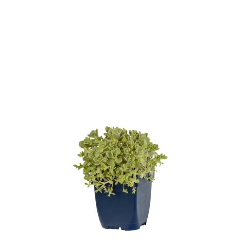Hello Garden Anemone tomentosa Robustissima vaste plant