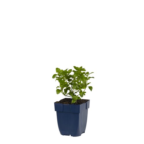 Hello Garden Anemone tomentosa Robustissima vaste plant