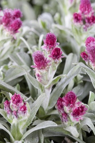 Hello Garden Antennaria dioica 'Rubra' vaste plant