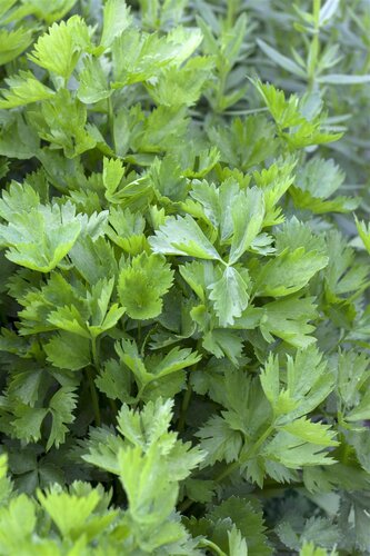 Hello Garden Apium graveolens kruid - afbeelding 2