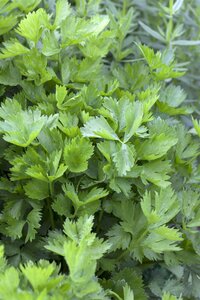 Hello Garden Apium graveolens kruid - afbeelding 2