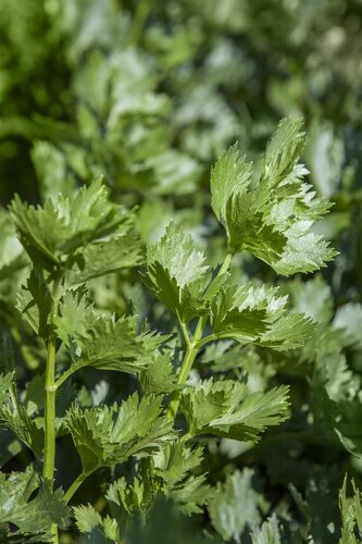 Hello Garden Apium graveolens kruid - afbeelding 6