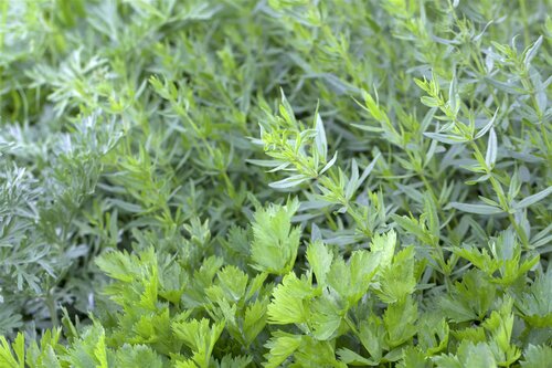 Hello Garden Apium graveolens kruid - afbeelding 3