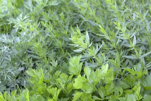 Hello Garden Apium graveolens kruid - afbeelding 3