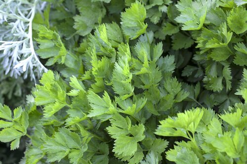 Hello Garden Apium graveolens kruid - afbeelding 4