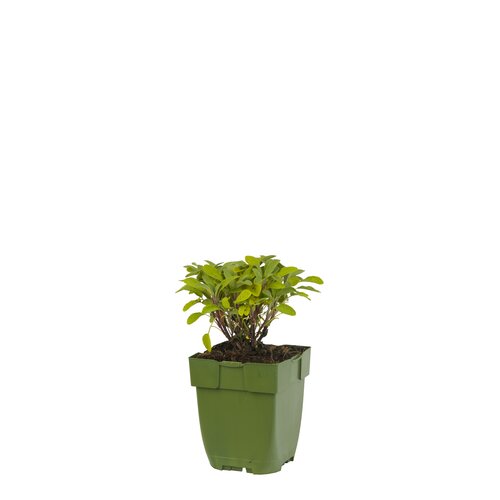 Salvia officinalis, in 11cm-pot