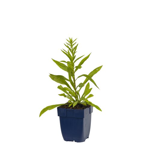 Hello Garden Apium graveolens kruid - afbeelding 1