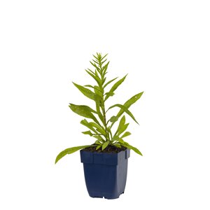 Hello Garden Apium graveolens kruid - afbeelding 1