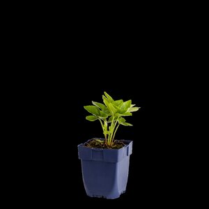 Helleborus or. 'Red Lady', in 11cm-pot - afbeelding 1