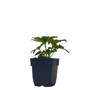 Helleborus or. 'Red Lady', in 11cm-pot - afbeelding 2