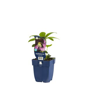 Helleborus or. 'Red Lady', in 11cm-pot - afbeelding 3