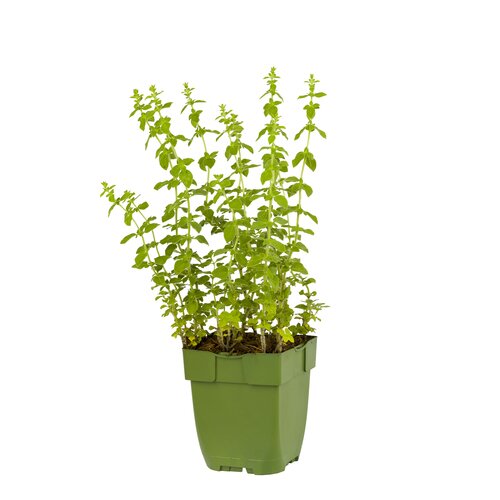 Origanum vulg. 'Hot and Spicy', in 11cm-pot