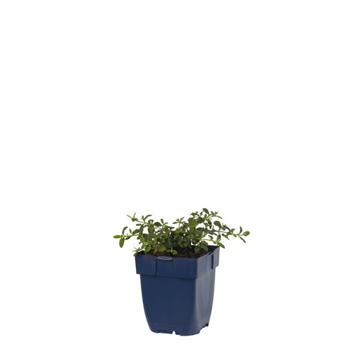 Cistus 'Obtusifolius', in 11cm-pot