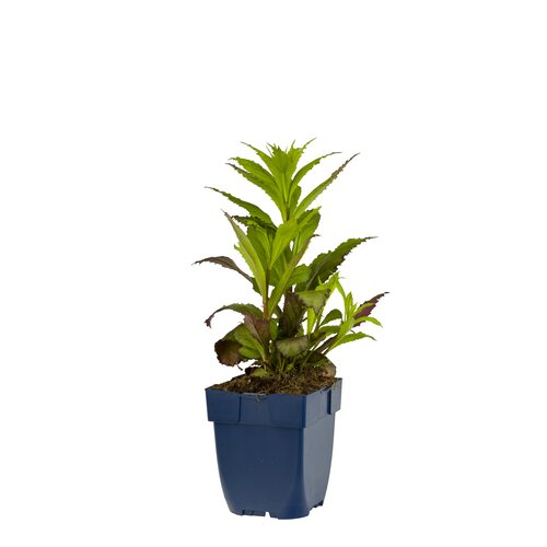 Lobelia sp. 'Fan Red', in 11cm-pot - afbeelding 1