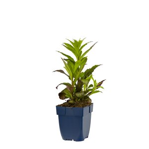 Lobelia sp. 'Fan Red', in 11cm-pot - afbeelding 1