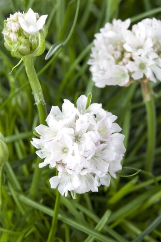 Hello Garden Armeria maritima Alba vaste plant - afbeelding 1