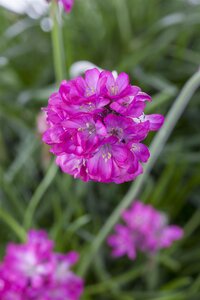 Hello Garden Armeria maritima Alba vaste plant - afbeelding 2