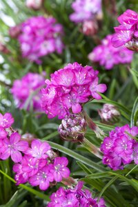Hello Garden Armeria maritima Alba vaste plant - afbeelding 3