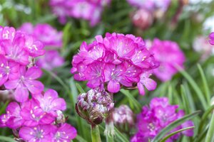 Hello Garden Armeria maritima Alba vaste plant - afbeelding 4