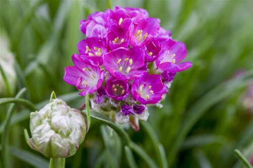 Hello Garden Armeria maritima Alba vaste plant - afbeelding 5