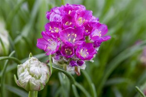 Hello Garden Armeria maritima Alba vaste plant - afbeelding 5