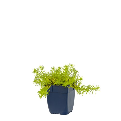 Hello Garden Armeria maritima Alba vaste plant