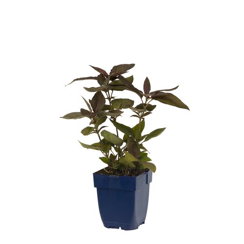 Lysimachia cil. 'Fire Cracker', in 11cm-pot