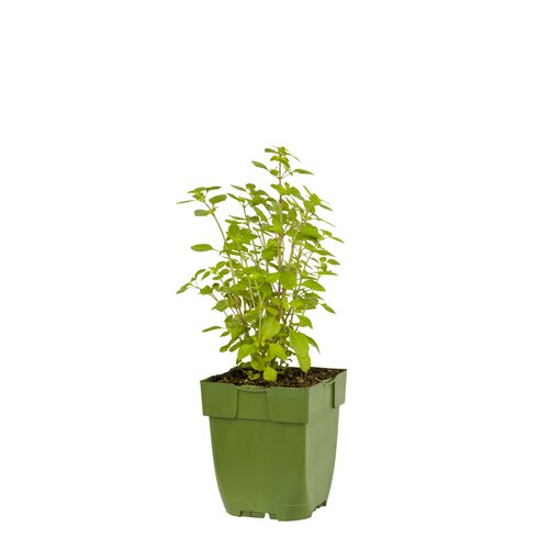 Ocimum basilicum, in 11cm-pot