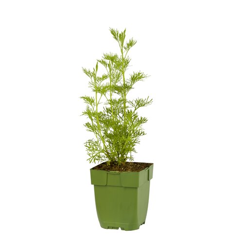Artemisia abrotanum, in 11cm-pot