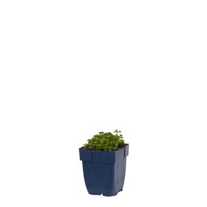 Hello Garden Artemisia dracunculus kruid - afbeelding 1