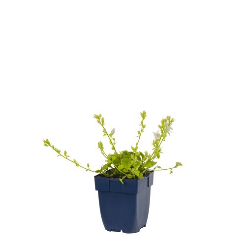 Campanula posch. 'E.H. Frost', in 11cm-pot