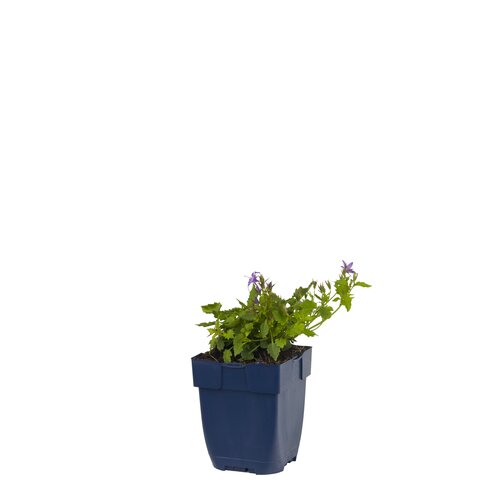 Campanula posch. 'Stella', in 11cm-pot